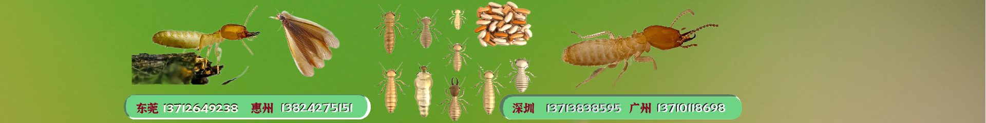 惠州殺蟲公司