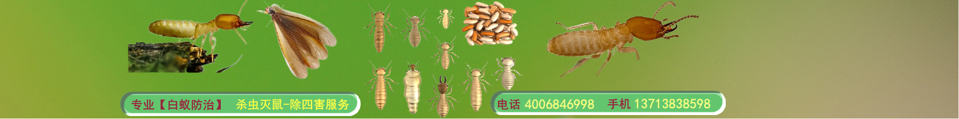 深圳白蟻防治