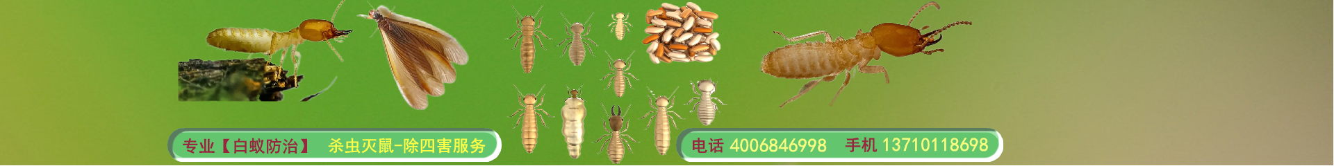 增城白蟻防治
