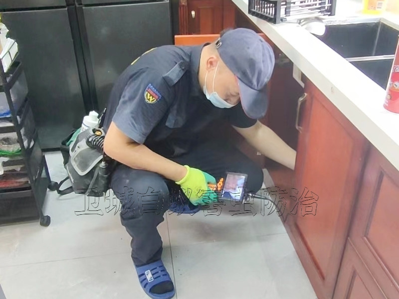 揭陽市揭西縣滅白蟻公司(高效專業(yè)服務(wù)團隊  )揭西白蟻防治中心