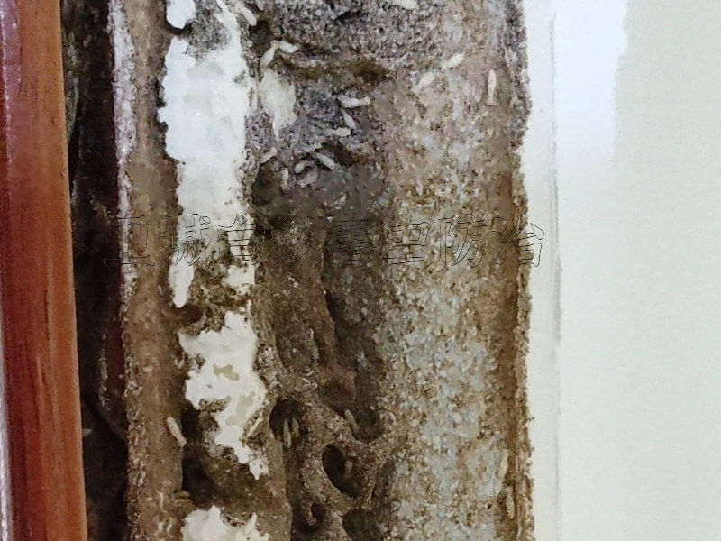 龍崗白蟻防治,深圳龍崗區(qū)滅白蟻公司,專業(yè)龍崗白蟻防治