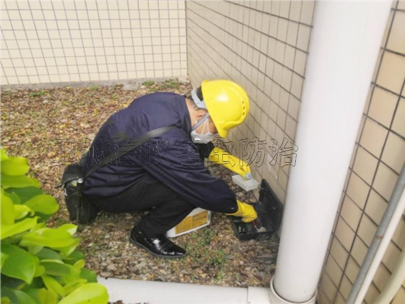 惠州馬安滅鼠公司,三棟水口潼湖工廠滅臭蟲跳蚤,專業(yè)惠州殺蟲除四害服務公司