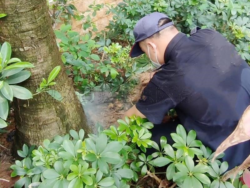 永湖白蟻防治中心,良井消殺白蟻,平潭滅白蟻機(jī)構(gòu)效果十分顯著