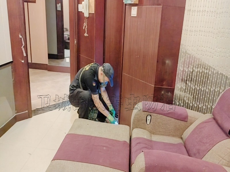 惠城汝湖白蟻防治_白蟻危害名勝古跡損失無(wú)價(jià)