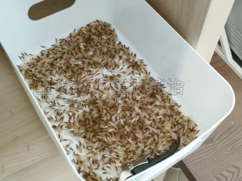 園洲白蟻防治中心,園洲白蟻防治所,龍溪滅除白蟻站一次清除白蟻
