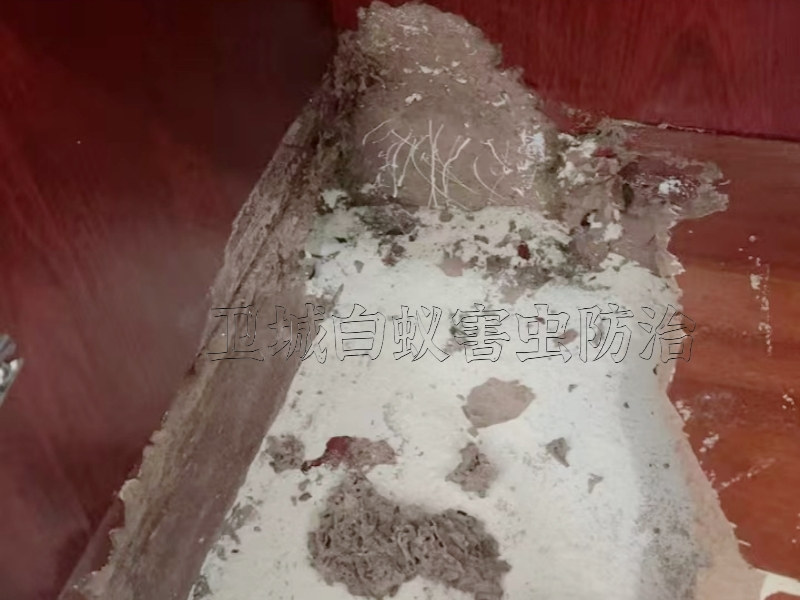 龍溪滅殺白蟻公司一次殺絕無后患