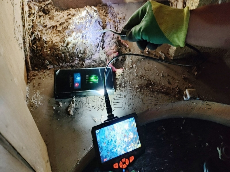 惠州永湖白蟻防治,白蟻危害處理方法,永湖白蟻防治