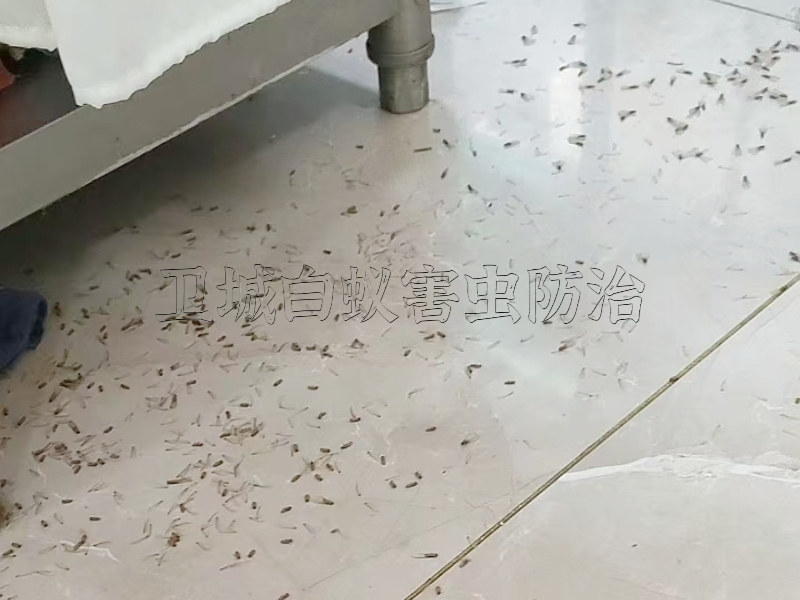 大沙白蟻防治公司_廣州大沙白蟻防治_黃埔大沙滅殺白蟻