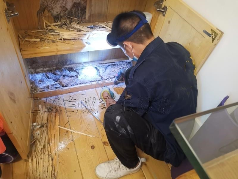 廣州天河區(qū)白蟻防治丨天河白蟻防治殺蟲丨天河區(qū)滅白蟻公司